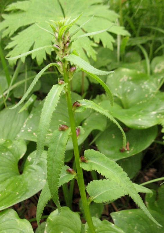 Image of Pedicularis resupinata specimen.