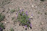 род Astragalus