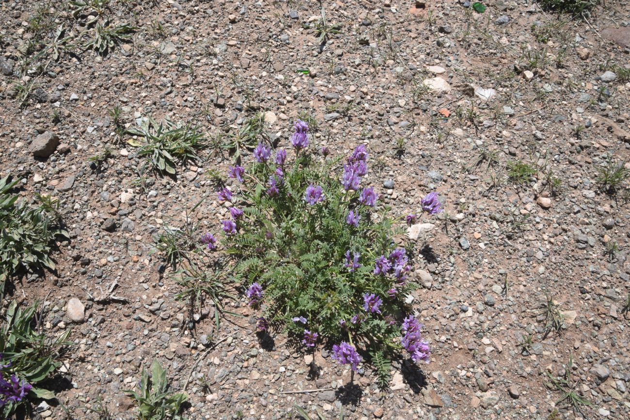 Image of genus Astragalus specimen.