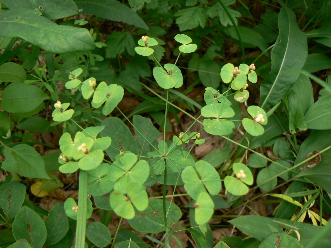 Image of genus Euphorbia specimen.