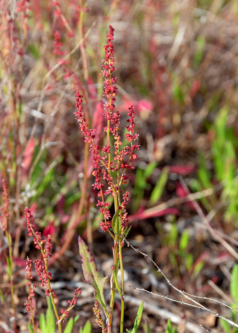 Изображение особи род Rumex.