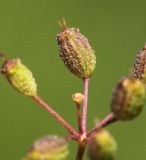 Image of taxon representative. Author is Вера Волкотруб