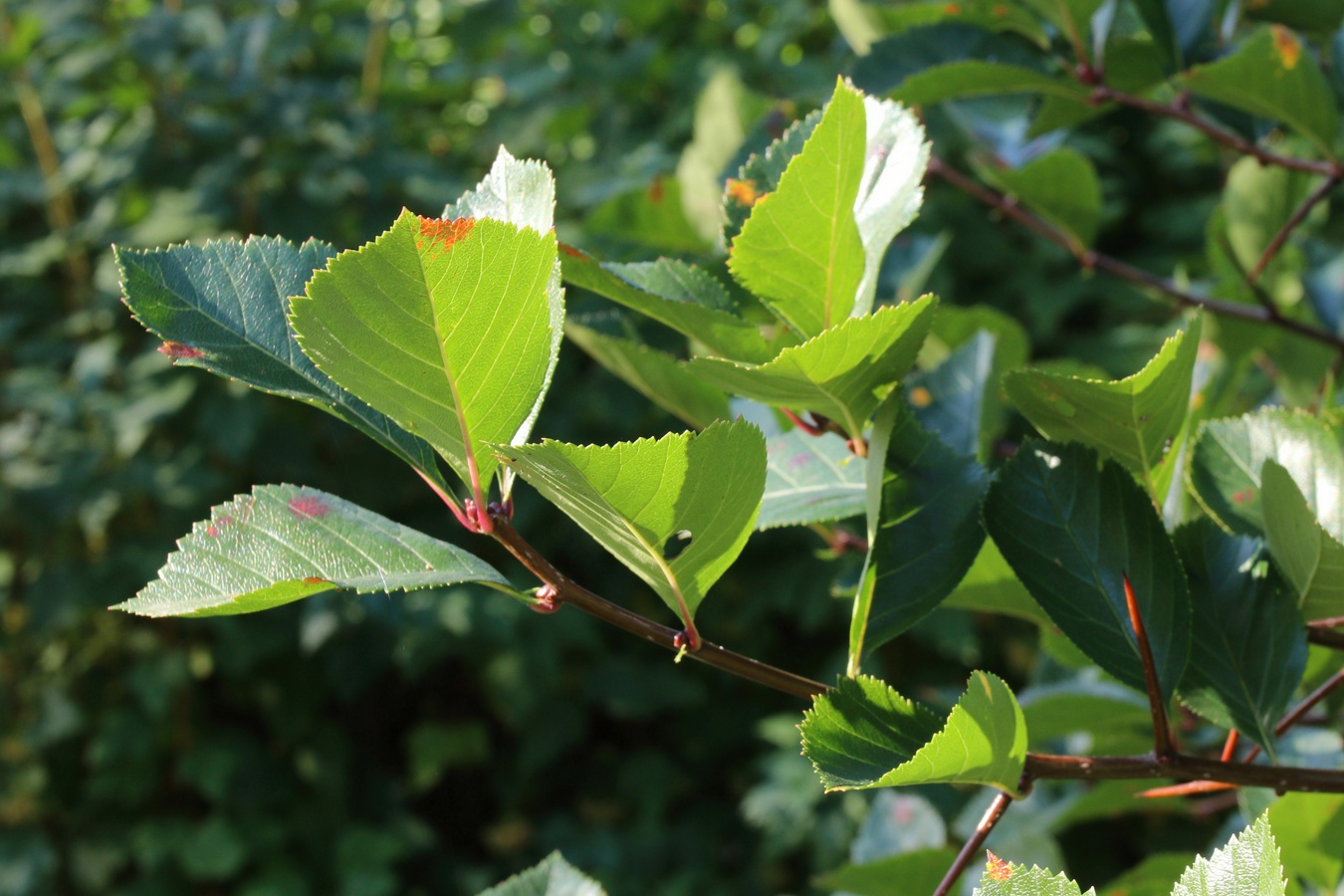 Изображение особи род Crataegus.