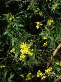 Sisymbrium loeselii. Цветущие растения в сообществе с Artemisia. Хабаровский край, г. Комсомольск-на-Амуре, зарастающий карьер. 28.08.2025.