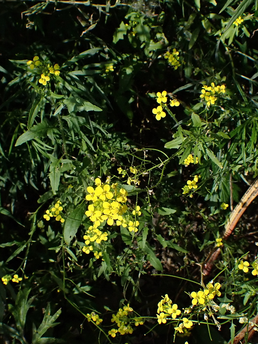 Изображение особи Sisymbrium loeselii.