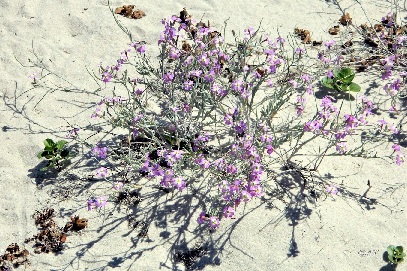 Image of genus Matthiola specimen.