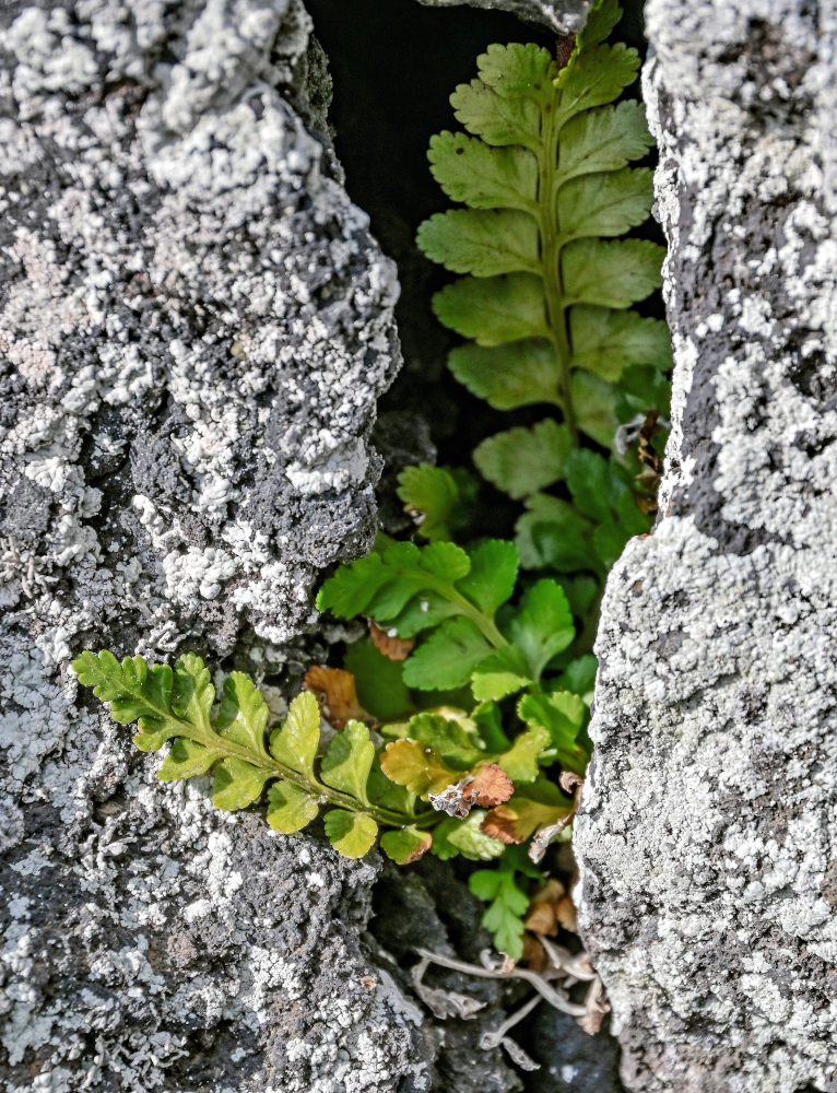 Image of Asplenium marinum specimen.