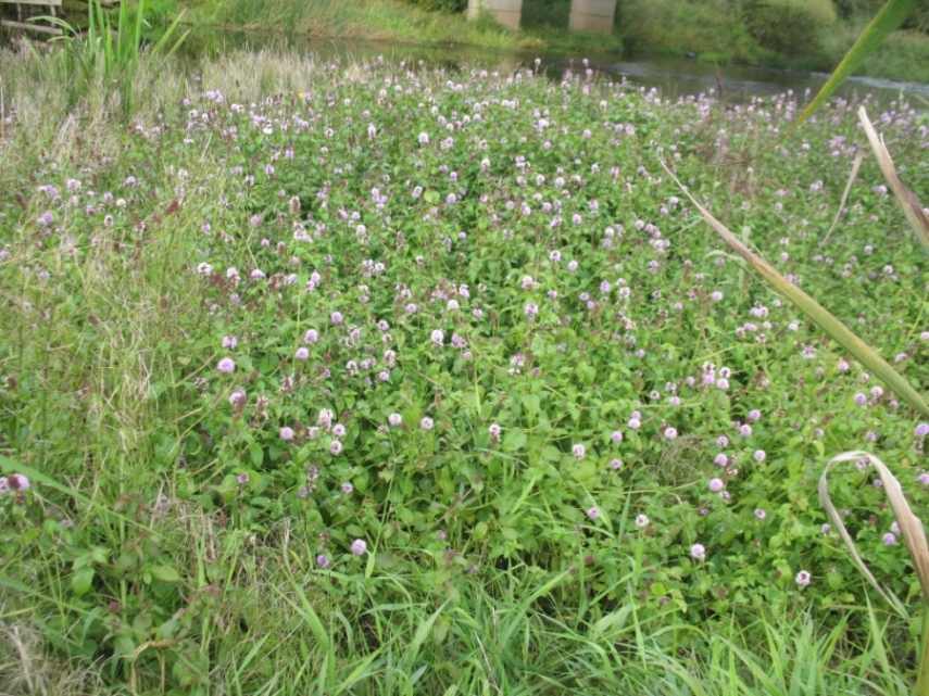 Изображение особи Mentha aquatica.