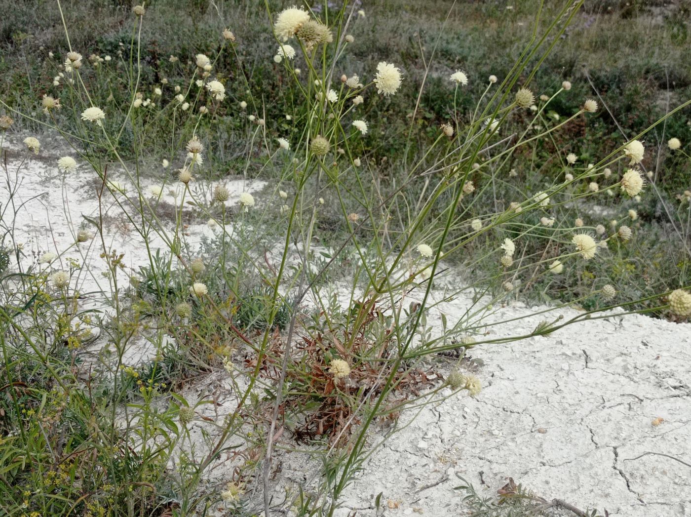 Изображение особи Cephalaria uralensis.