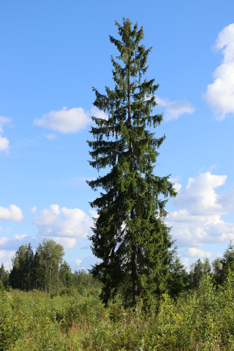 Image of Picea abies specimen.