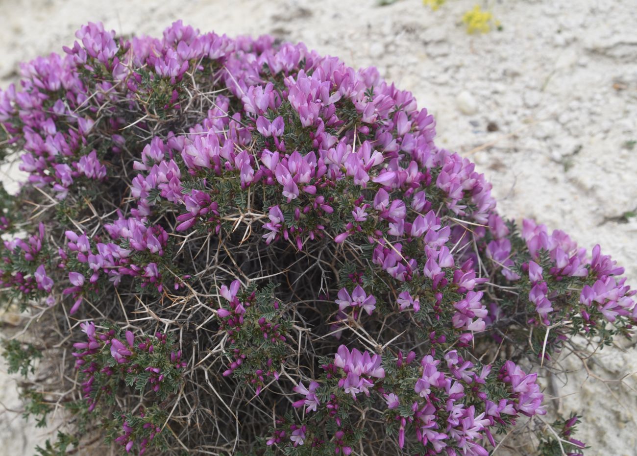 Image of Onobrychis cornuta specimen.