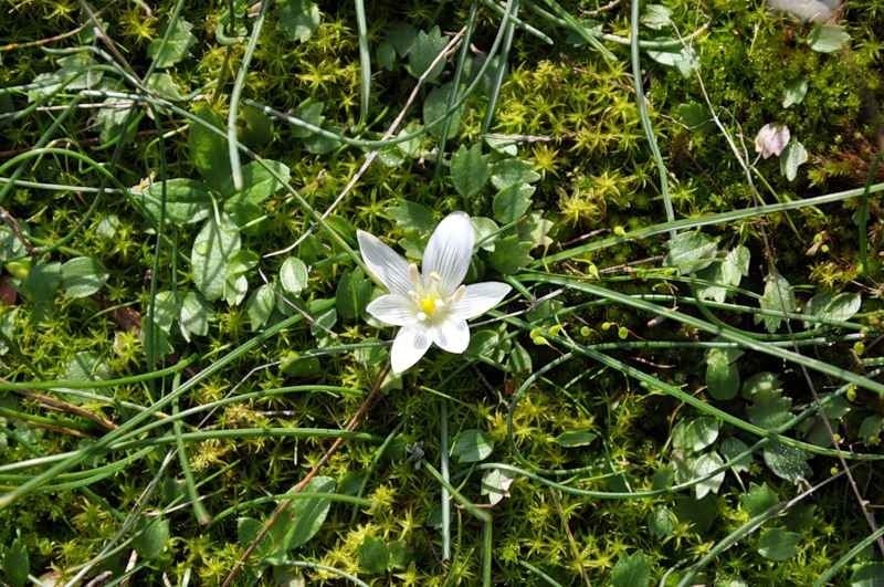 Изображение особи род Ornithogalum.