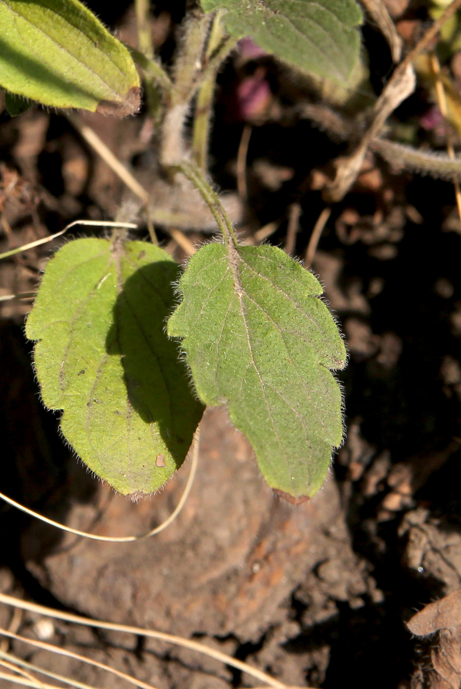 Image of Schizonepeta multifida specimen.