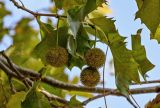 Platanus orientalis. Верхушка ветви с соплодиями. Португалия, округ Сетубал, п-ов Троя, в культуре. 16.08.2025.