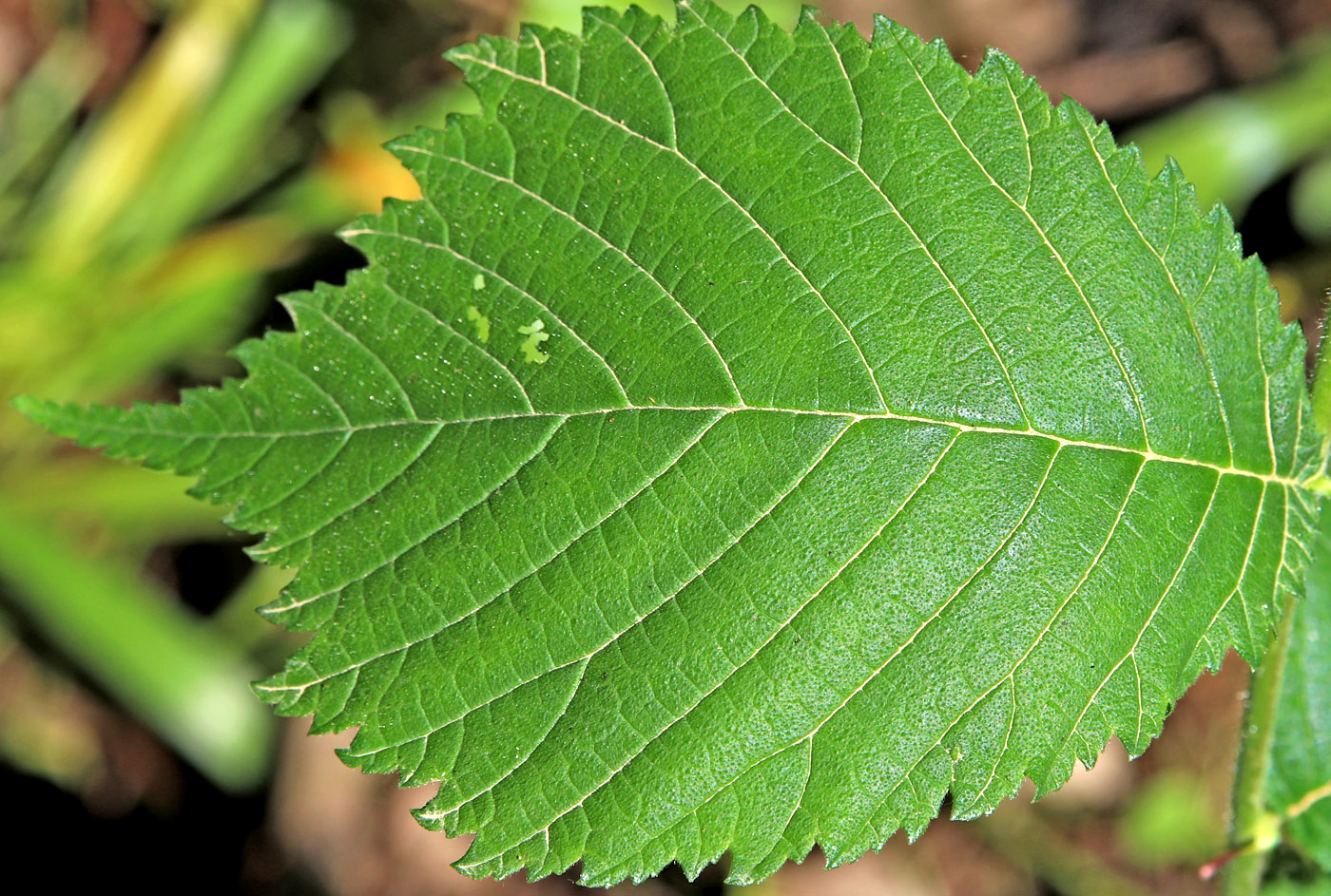 Изображение особи Ulmus glabra.
