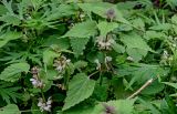 Lamium barbatum