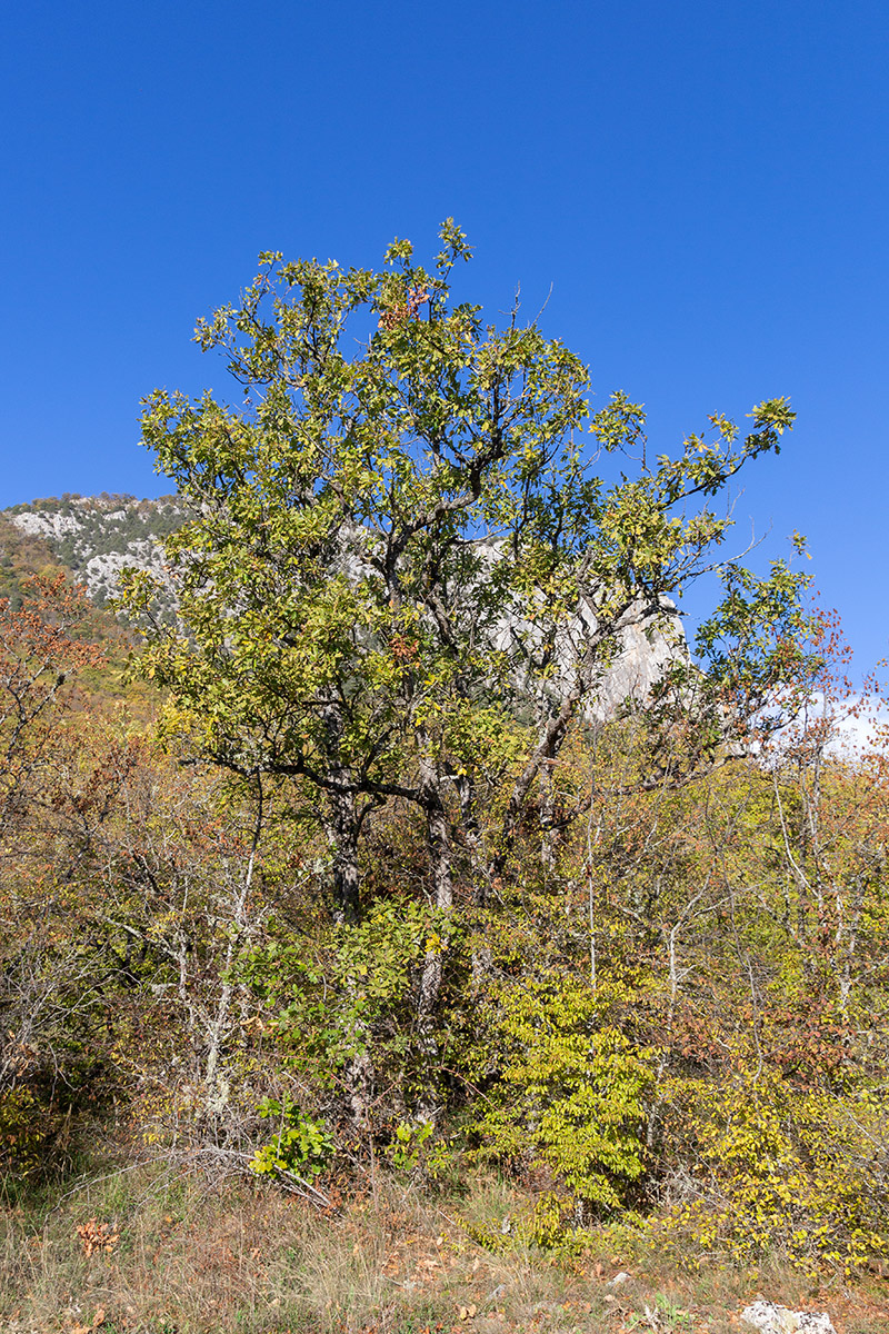 Изображение особи Quercus pubescens.