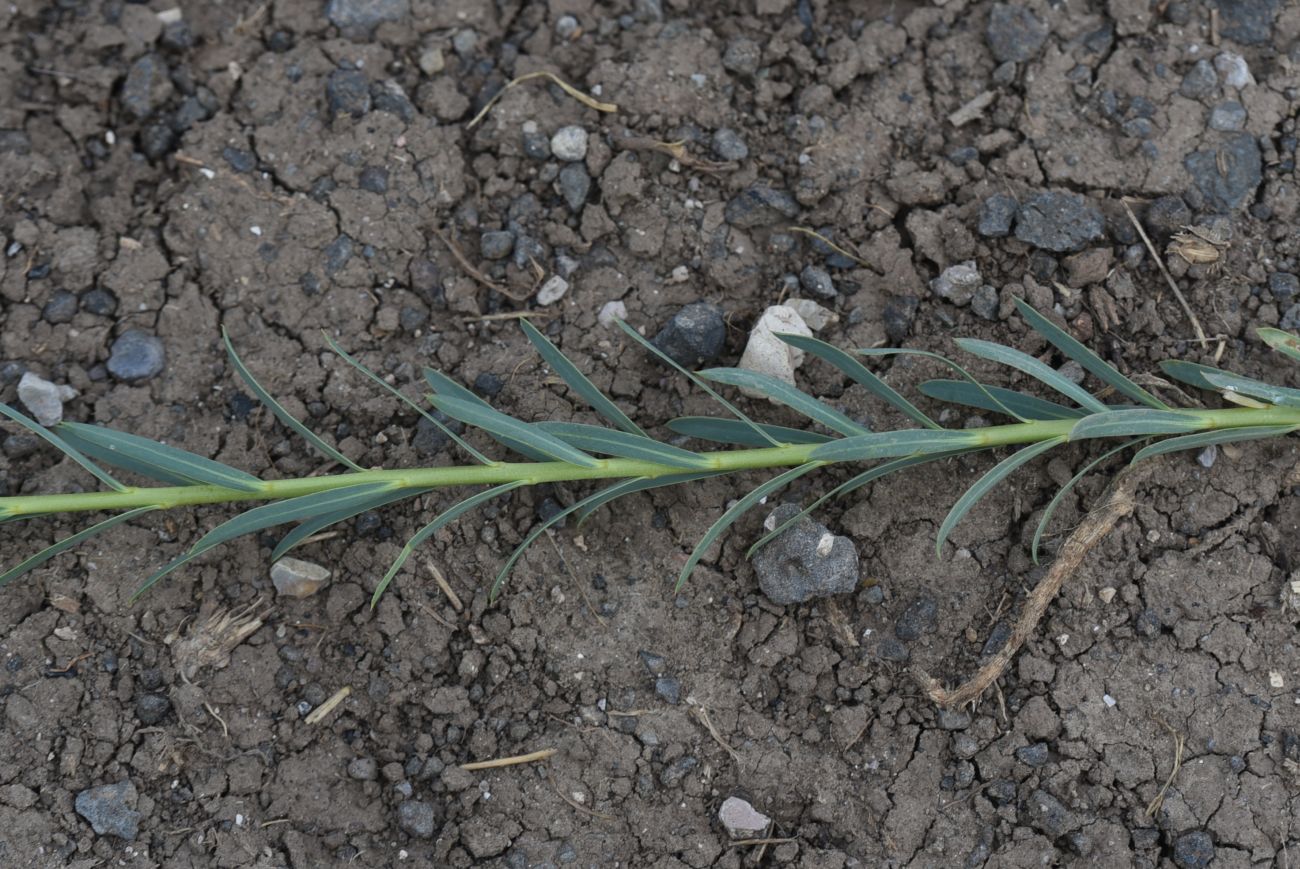 Image of genus Euphorbia specimen.