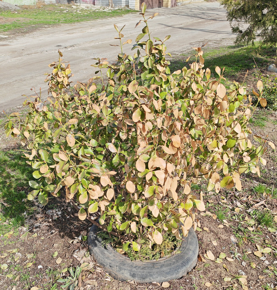Изображение особи Euonymus japonicus.