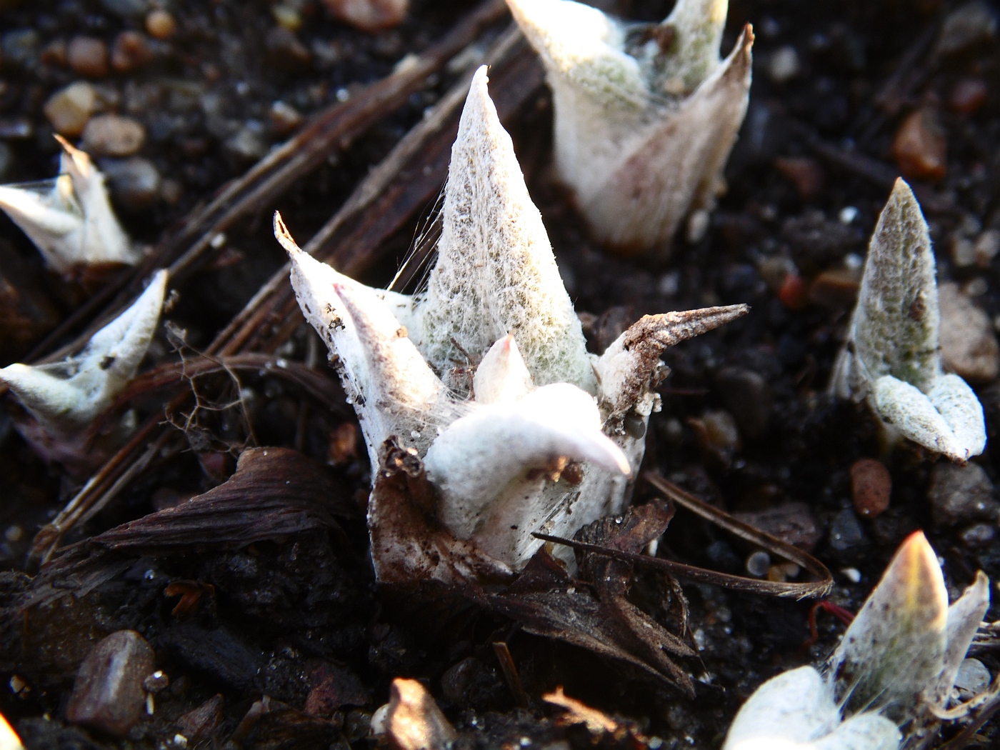 Image of Alfredia cernua specimen.