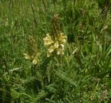 genus Pedicularis