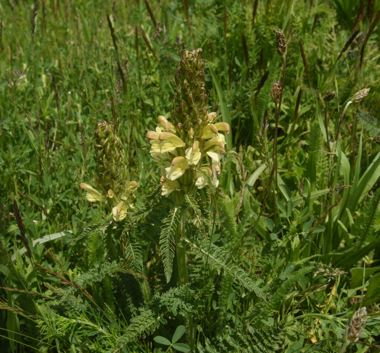 Image of genus Pedicularis specimen.