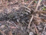Dryopteris sichotensis