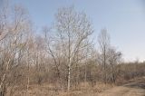 Populus suaveolens