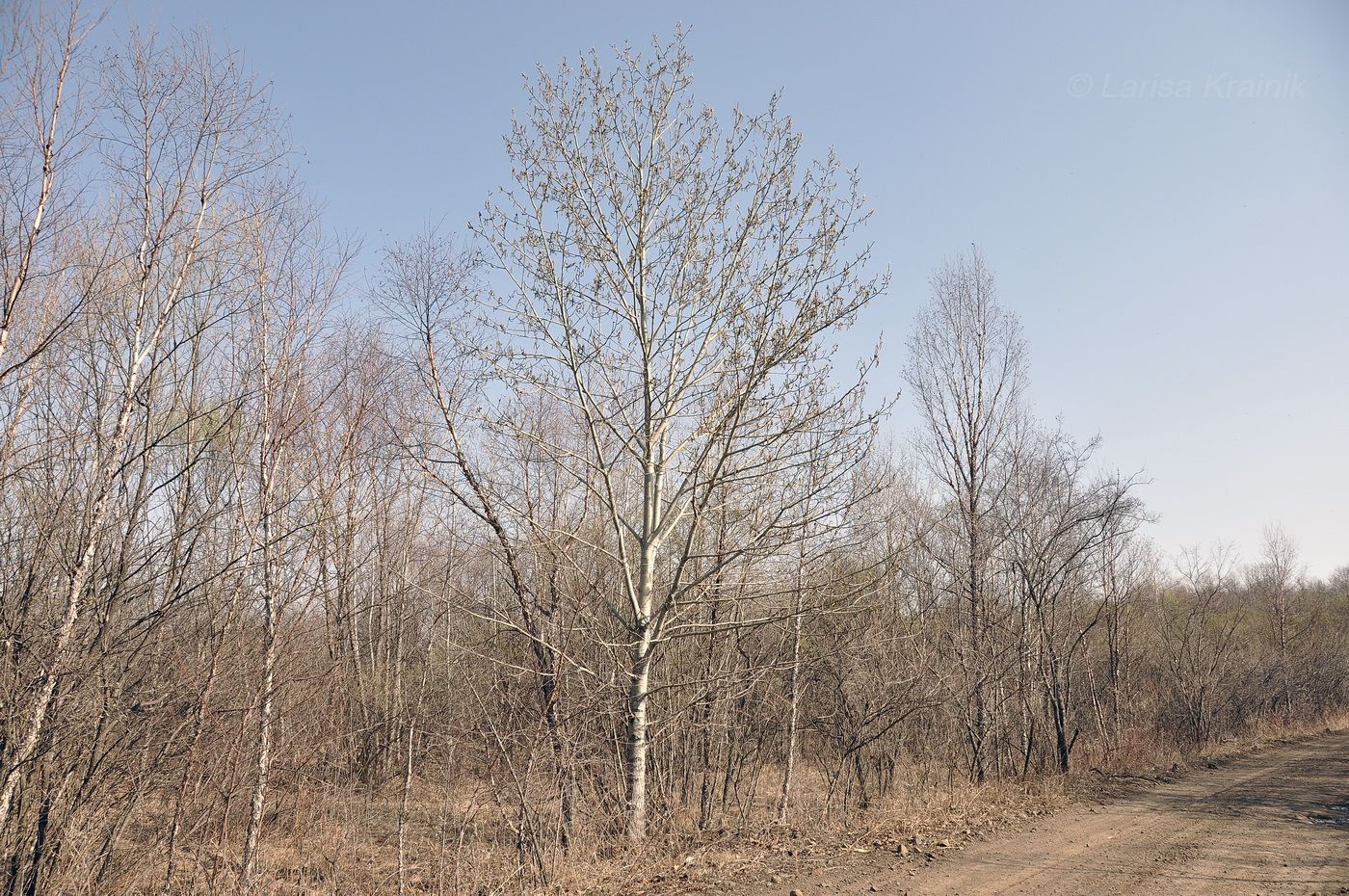 Image of Populus suaveolens specimen.