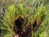 Paludella squarrosa. Гаметофиты. Магаданская обл., Ольский р-н, руч. Наледный, заболоченный участок. 13.07.2024.