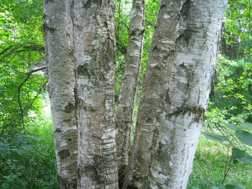 Image of Betula utilis var. jacquemontii specimen.