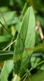 род Inula
