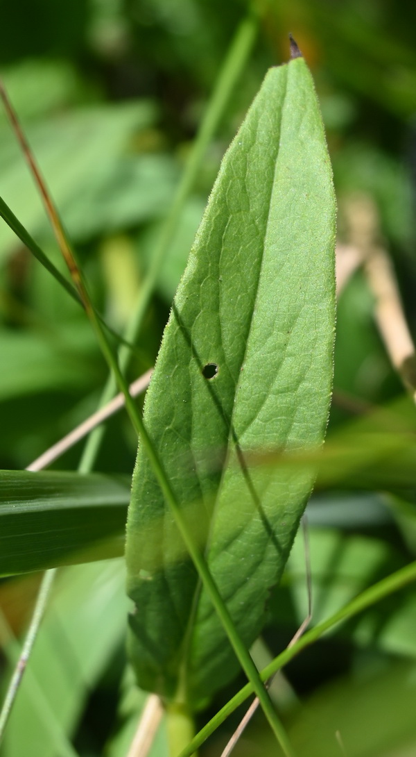 Изображение особи род Inula.