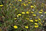 Tolpis succulenta. Верхушки побегов с цветущими и отцветшими соцветиями. Португалия, о-в Мадейра, мыс Сан-Лоренцо, каменистый склон. 12.06.2026.