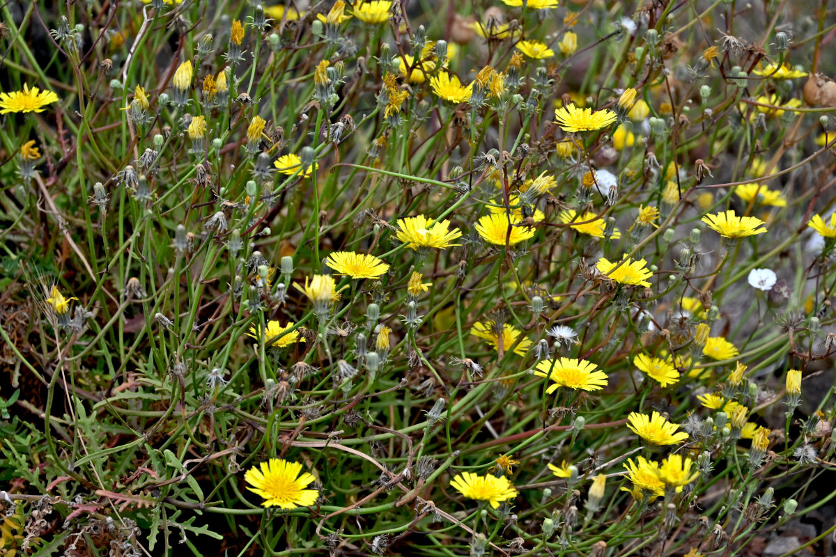 Image of Tolpis succulenta specimen.