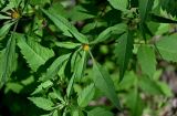 Bidens frondosa. Верхушки побегов с соцветиями. Московская обл., Орехово-Зуевский гор. округ, дол. р. Клязьма, берег реки, у воды. 19.07.2026.