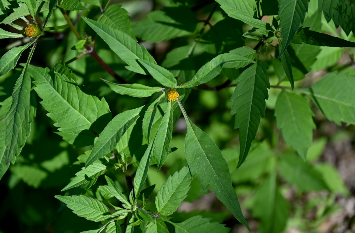 Изображение особи Bidens frondosa.