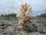 Cistanche fissa