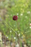 род Allium
