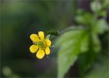 Geum urbanum