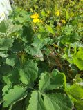 Chelidonium majus. Верхушка цветущего и плодоносящего растения. с. Вороново, дикое местообитание. 02.09.2026.