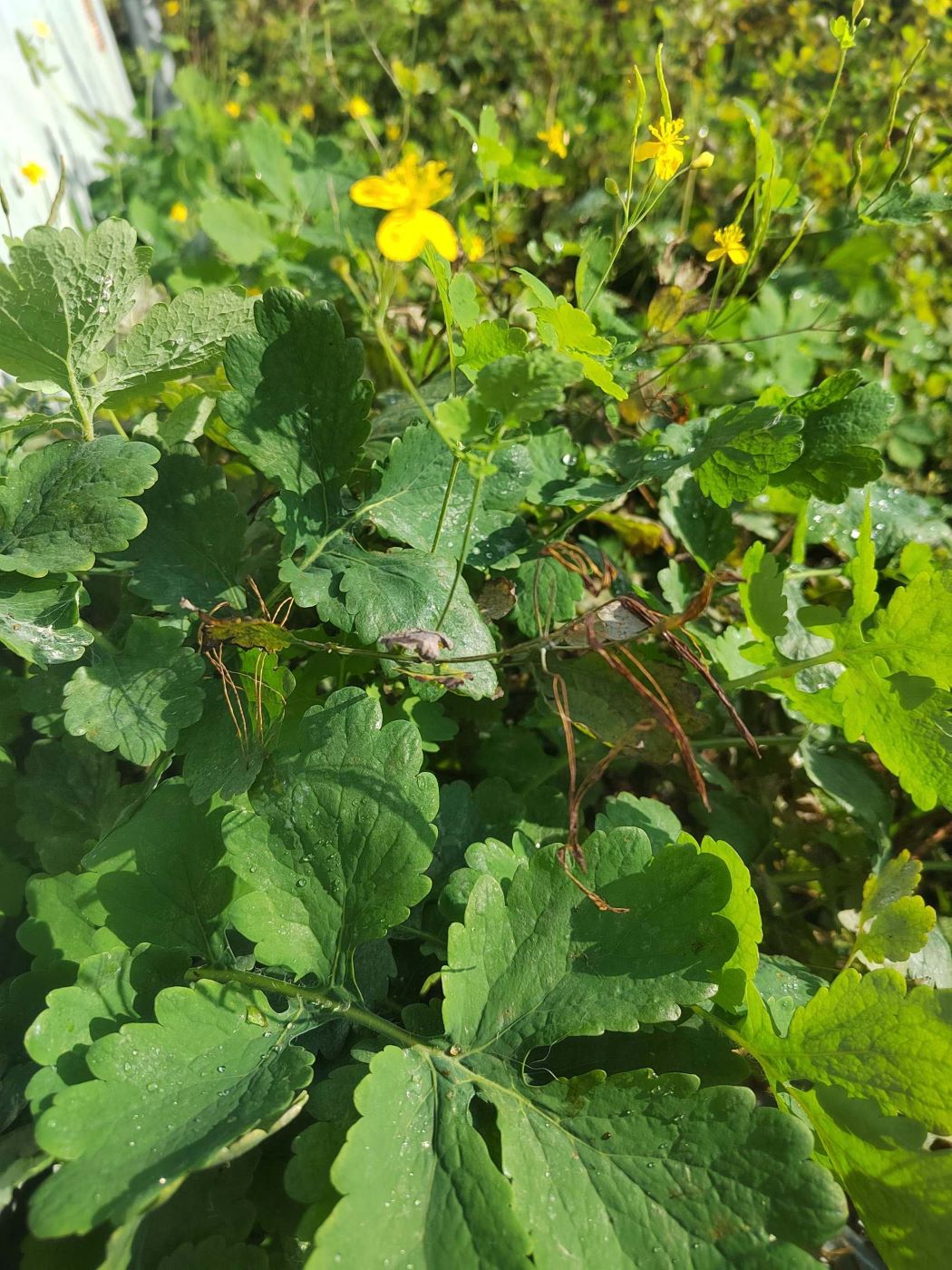 Изображение особи Chelidonium majus.