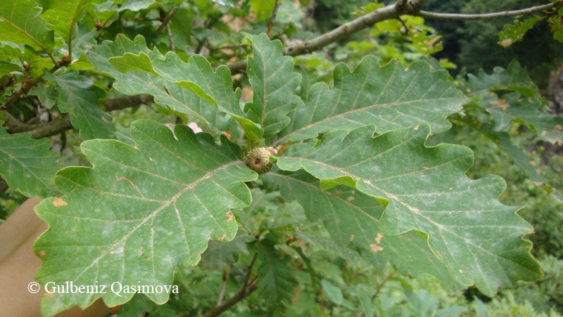 Изображение особи род Quercus.