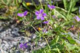Geranium sylvaticum. Верхушка цветущего растения. Кольский п-ов, Хибины, берег оз. Длинное, на каменистом участке. 28.07.2026.