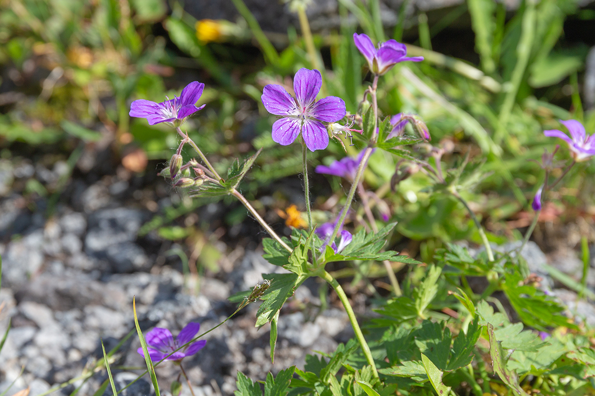 Image of Geranium sylvaticum specimen.