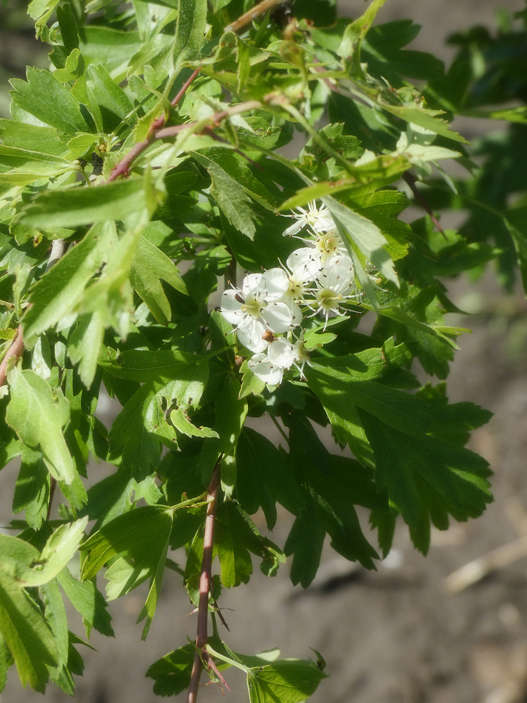 Изображение особи род Crataegus.