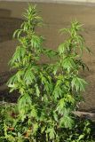 Artemisia vulgaris. Вегетирующее растение. Санкт-Петербург, Кировский р-н, край выкашиваемого газона. 14.10.2026.
