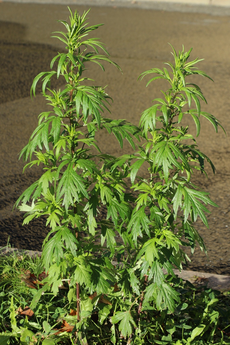 Image of Artemisia vulgaris specimen.