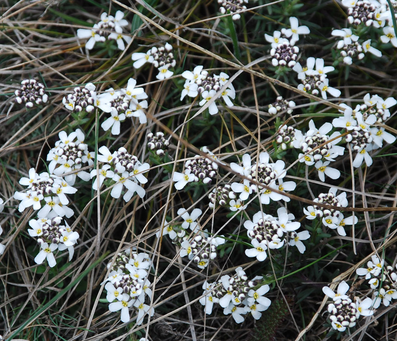 Image of Iberis saxatilis specimen.