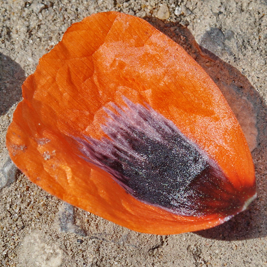 Image of Papaver stevenianum specimen.